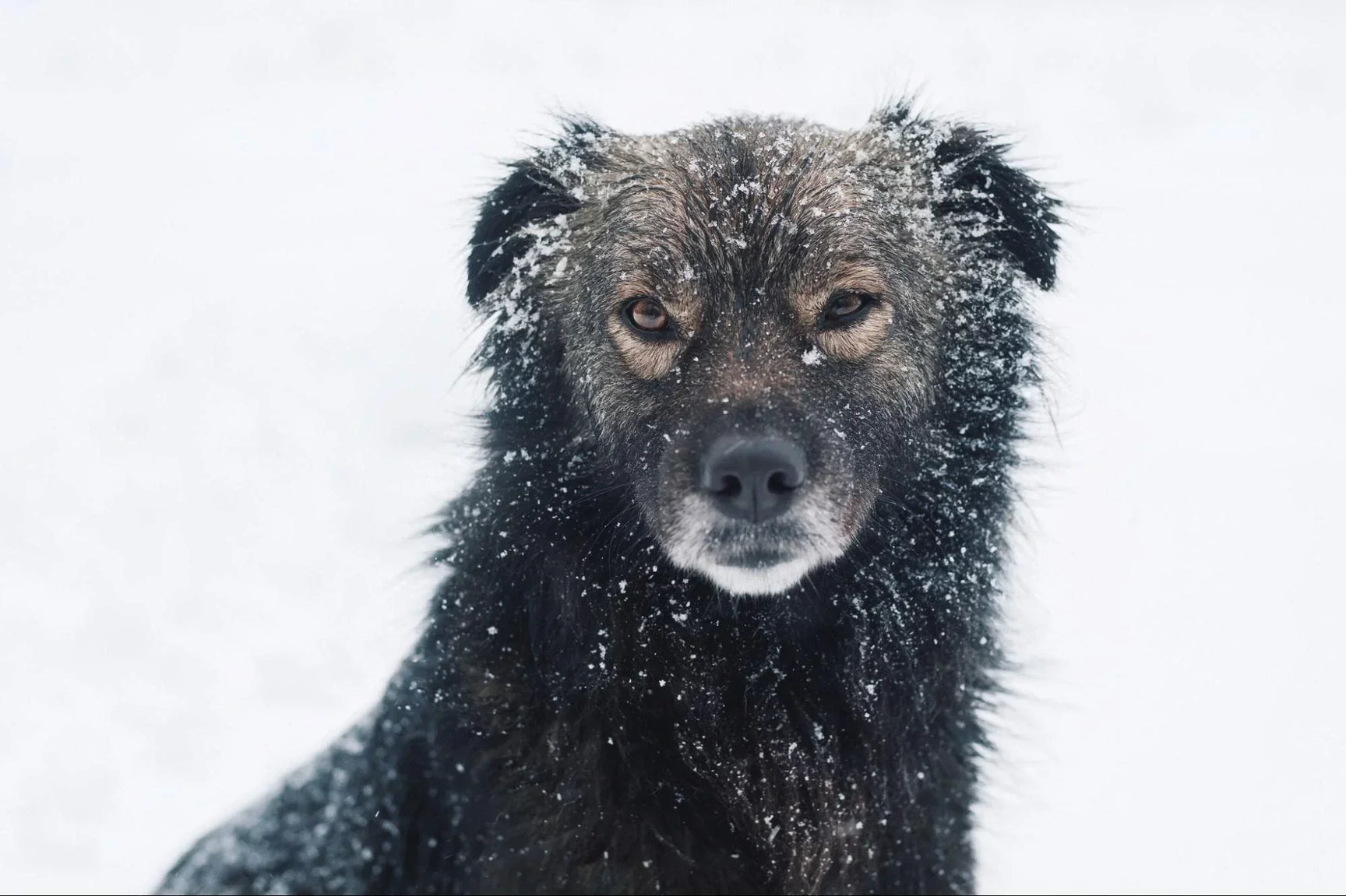 Caspa en Perros: Causas y Tratamiento